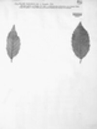 Erysiphe lenticularis image